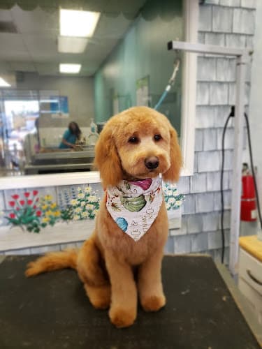 Pet boarding service Dirty Paws Pet Wash San Diego