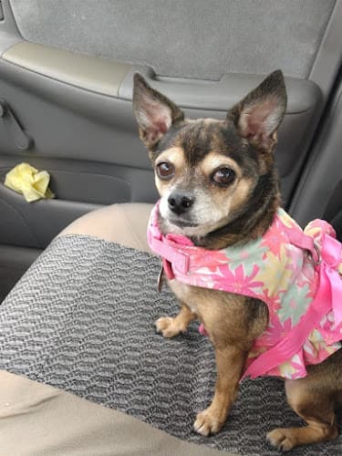 Pet boarding service Discovery Animal Hospital Sacramento