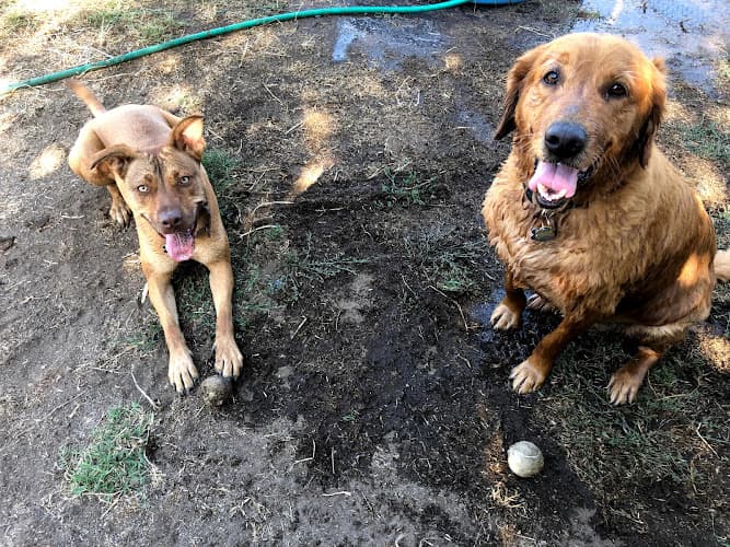 Pet boarding service Dog Day Afternoon Huntington Beach