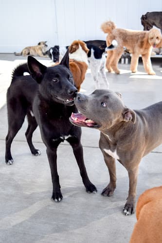 Pet boarding service Dog Days San Diego San Diego
