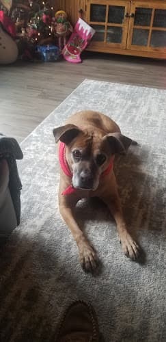 Pet boarding service Dog E Stylez Yakima