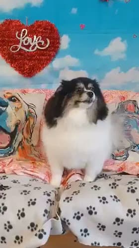 Pet boarding service Dog Gone Clean- Dog Grooming and Self Serve Dog Wash - Beaverton/Portland Beaverton