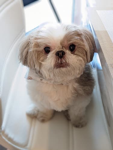 Pet boarding service Dog Grooming PETfectionist San Jose