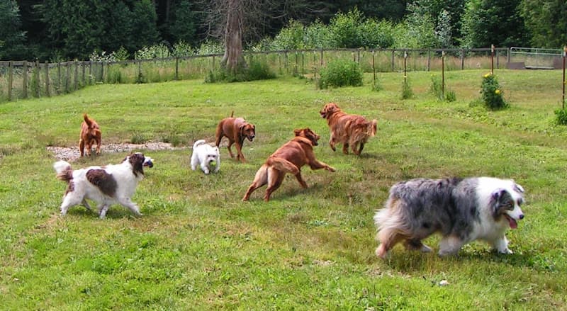 Pet boarding service Dog Works Ranch LLC Bellevue