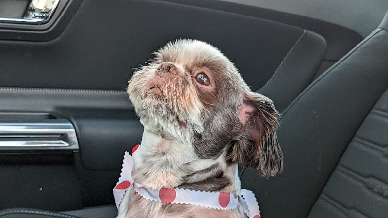 Pet boarding service Doggi Dogi Pet Spa Anaheim