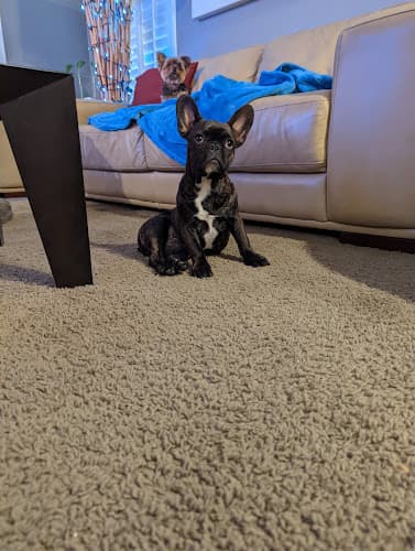 Pet boarding service Doggie Designs Vacaville