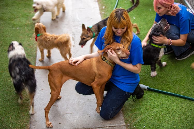 Pet boarding service Doggie District - Silverado San Diego