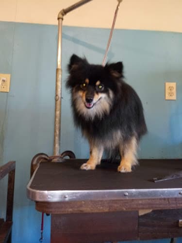 Pet boarding service Doggie Hut Bowzer's Boutique Vancouver