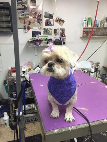 Pet boarding service Doggie Mat Ontario