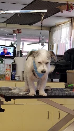 Pet boarding service Doggie Salon Anaheim