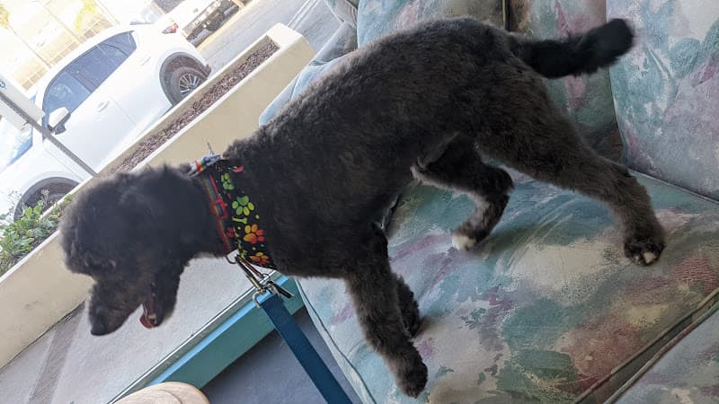 Pet boarding service Doggies Details Torrance