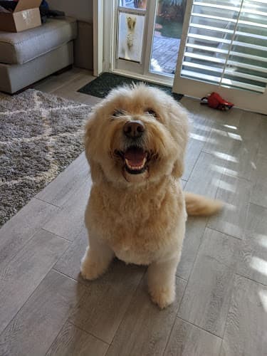 Pet boarding service Dog's Day Out Huntington Beach