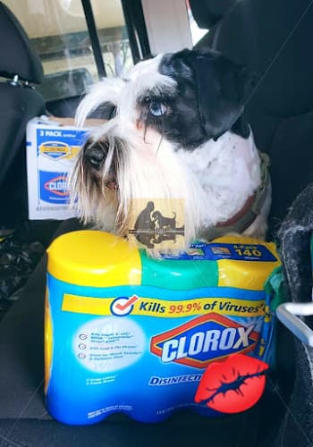 Pet boarding service Dogs Puppies | Mini schnauzer | Pet Store San Jose