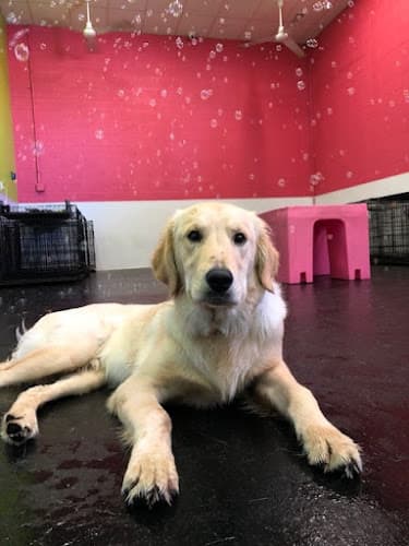 Pet boarding service Dogtopia of Miramar San Diego