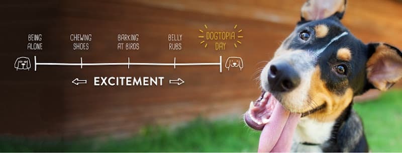 Pet boarding service Dogtopia of Redmond Bellevue