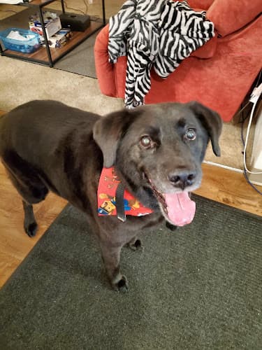 Pet boarding service Dogtown Company Spokane