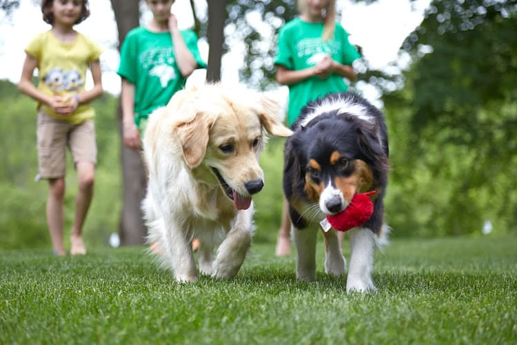 Pet boarding service DogWatch of the Bay Area & Northern California San Jose