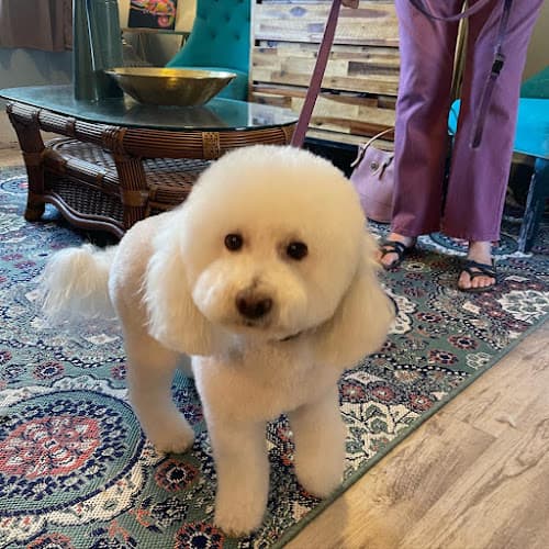 Pet boarding service Doodles & Friends by Manny Glendale