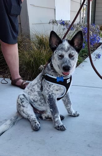 Pet boarding service Doolittle Pet Hospital San Leandro