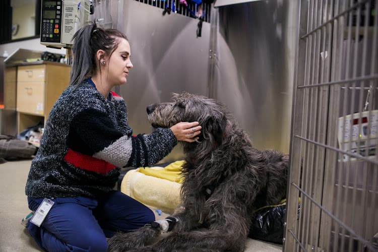 Pet boarding service DoveLewis Veterinary Emergency & Specialty Hospital Portland