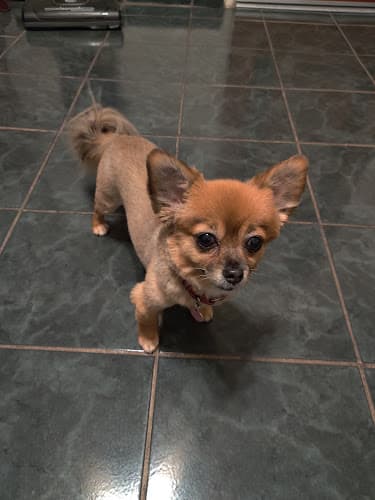 Pet boarding service Downtown Dirty Dog Fresno