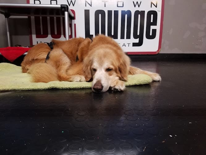 Pet boarding service Downtown Dog Lounge Seattle