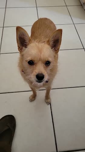 Pet boarding service DPS Rescue San Mateo