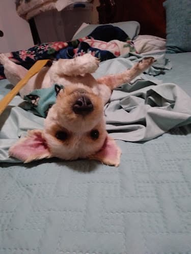 Pet boarding service Dreadfull Dog Chico