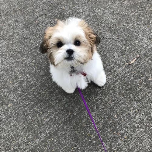 Pet boarding service D'tails Dog Salon- NW's Premier Small Dog Salon Portland