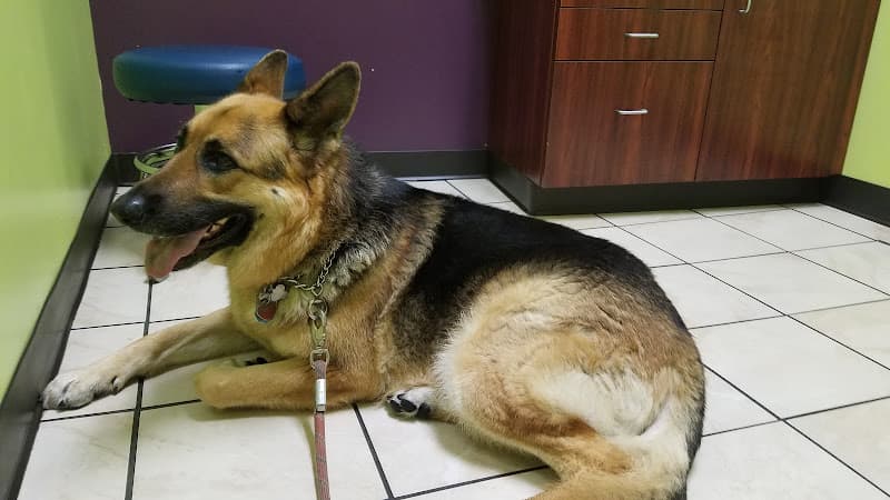 Pet boarding service East Bay Veterinary Clinic Oakland