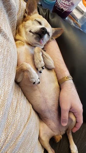 Pet boarding service East Padden Animal Hospital Vancouver