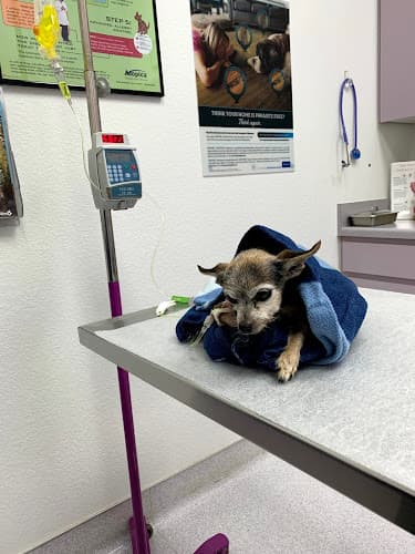 Pet boarding service Eastlake Village Vet Clinic Chula Vista