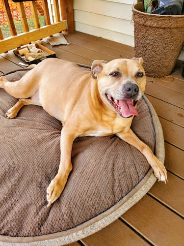 Pet boarding service Echo Hollow Veterinary Hospital and Urgent Care Eugene