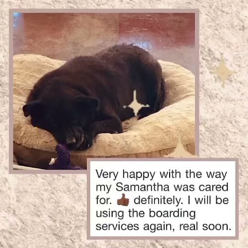 Pet boarding service Eco Dog Care LA Los Angeles