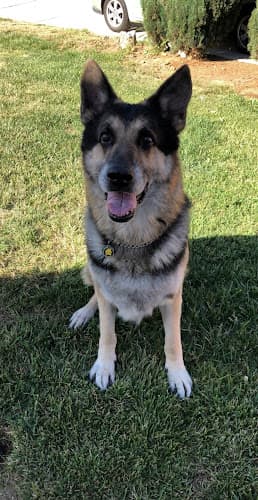 Pet boarding service El Norte Veterinary Clinic Escondido