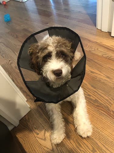 Pet boarding service Elliott Bay Animal Hospital Seattle