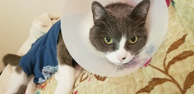 Pet boarding service Emerald City Emergency Clinic Seattle