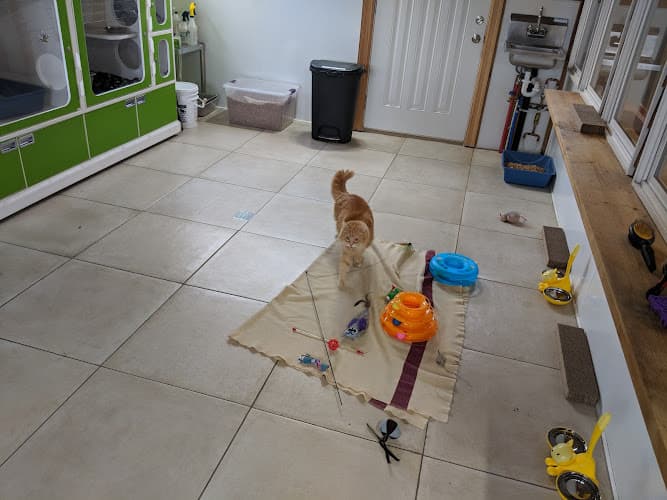 Pet boarding service Emerald City Kitty Harbor Seattle