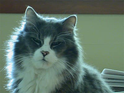 Pet boarding service Encore Cat Sitting Seattle