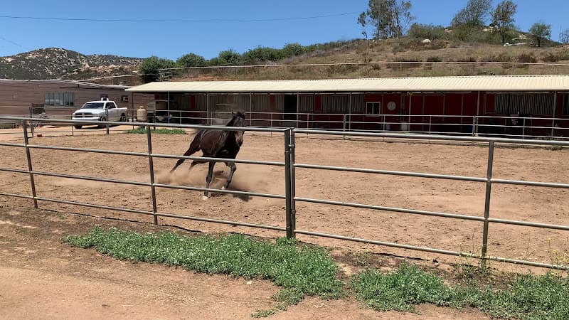 Pet boarding service Escondido Equestrian Center for Natural Horsemanship Escondido