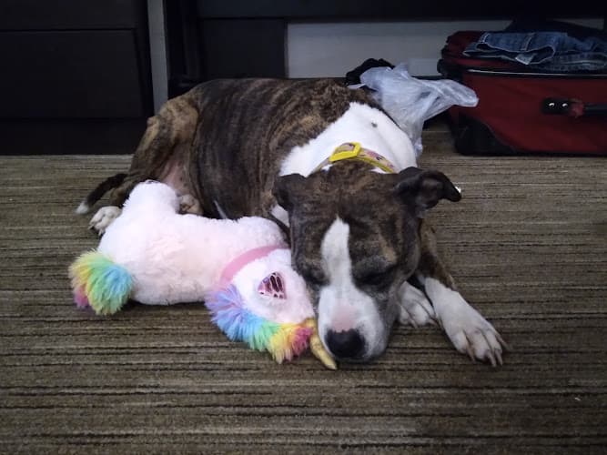 Pet boarding service Everett Animal Shelter Everett