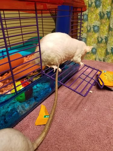 Pet boarding service Evergreen Avian and Exotic Animal Hospital Kirkland