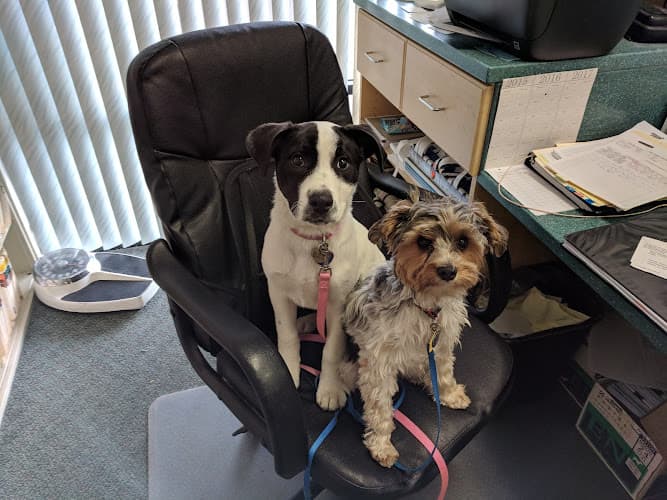 Pet boarding service Evergreen Pet Clinic Richmond