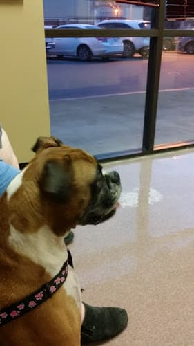 Pet boarding service Evergreen Veterinary Clinic San Jose