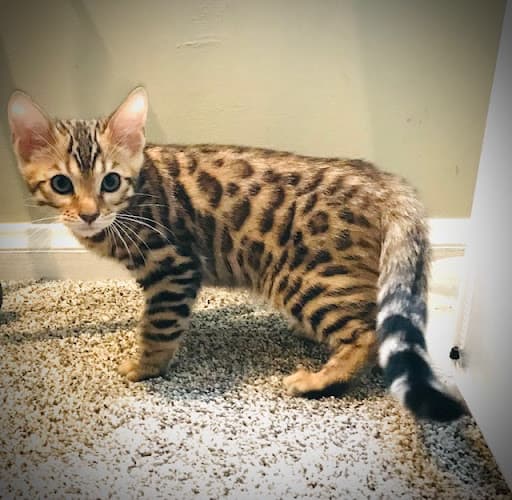 Pet boarding service Exotic Bengals of San Diego Escondido