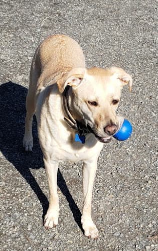 Pet boarding service Fairwood Plaza Animal Clinic Renton