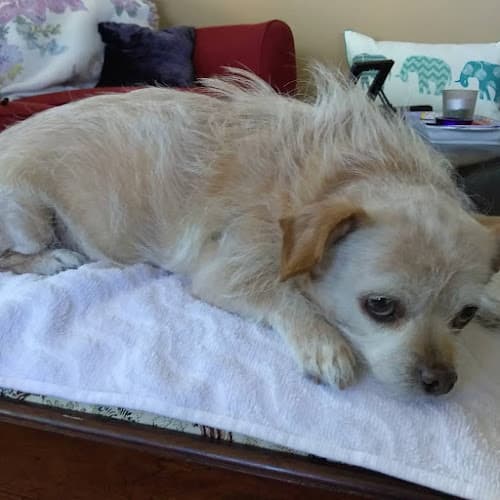 Pet boarding service Family Animal Hospital Costa Mesa