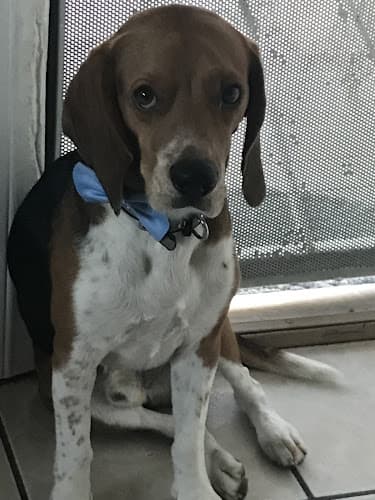 Pet boarding service Family Pets Grooming Victorville