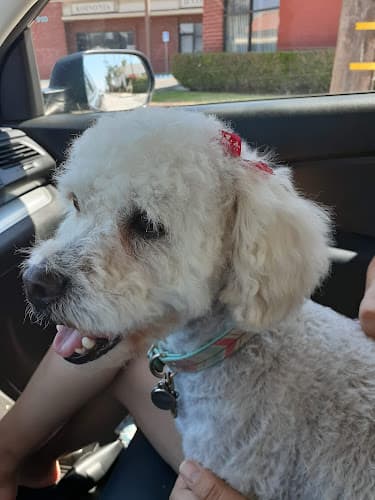 Pet boarding service Fancy Paws Carson