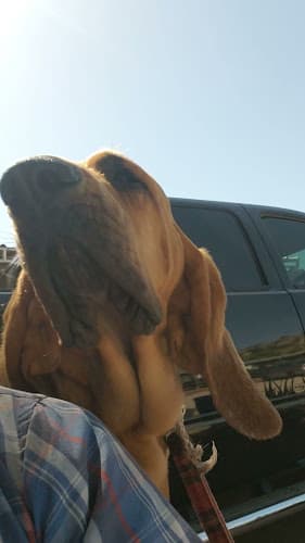Pet boarding service Farm Fun for Dogs Boarding El Cajon
